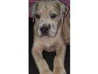 Great Dane Puppy for sale in Asheboro, NC, USA