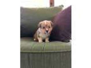 Pembroke Welsh Corgi Puppy for sale in Gentry, AR, USA