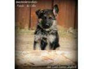 German Shepherd Dog Puppy for sale in Sun City, CA, USA