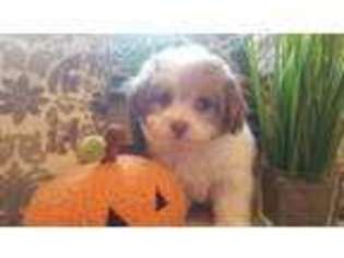 Havanese Puppy for sale in Hermitage, TN, USA