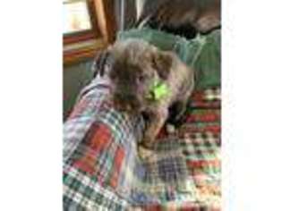 Irish Wolfhound Puppy for sale in Dyersville, IA, USA