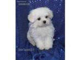Maltese Puppy for sale in Elmwood, NE, USA
