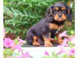 Cavalier King Charles Spaniel Puppy for sale in Herndon, PA, USA