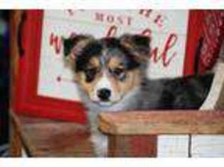 Australian Shepherd Puppy for sale in Martinsville, IN, USA