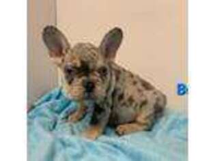 French Bulldog Puppy for sale in Green Forest, AR, USA