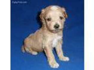 Schnoodle (Standard) Puppy for sale in Butler, OH, USA