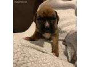 Boxer Puppy for sale in Homestead, IA, USA