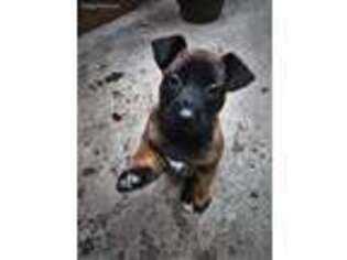 Belgian Malinois Puppy for sale in Long Beach, CA, USA