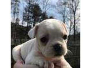 Mutt Puppy for sale in Pikeville, KY, USA