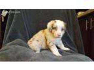 Miniature Australian Shepherd Puppy for sale in Scottown, OH, USA