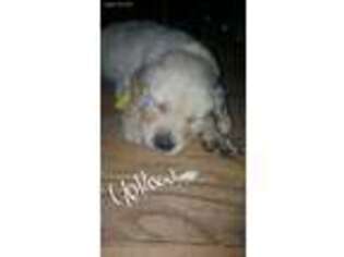 Golden Retriever Puppy for sale in Gallipolis, OH, USA