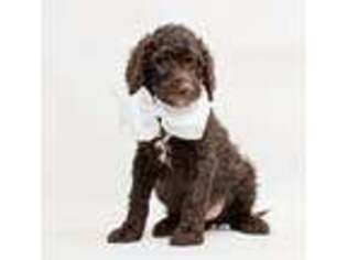 Goldendoodle Puppy for sale in Sioux Falls, SD, USA