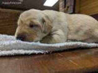 Labrador Retriever Puppy for sale in Marshallville, GA, USA