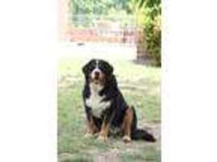 Bernese Mountain Dog Puppy for sale in Thomasville, NC, USA