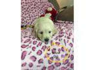 Mutt Puppy for sale in Vaughn, MT, USA