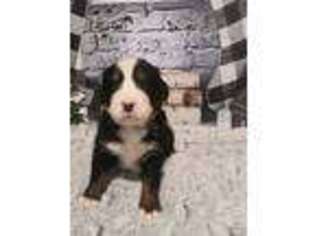 Bernese Mountain Dog Puppy for sale in Dayton, OH, USA