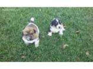 Jack Russell Terrier Puppy for sale in Mack, CO, USA