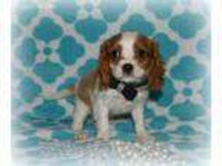 Cavalier King Charles Spaniel Puppy for sale in Henagar, AL, USA