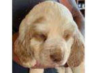 Clumber Spaniel Puppy for sale in Briggsville, AR, USA