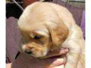 Golden Retriever Puppy for sale in Enid, OK, USA