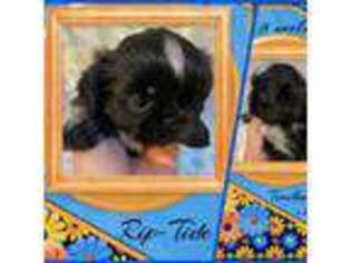 Mutt Puppy for sale in Fleetwood, NC, USA