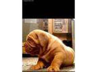 American Bull Dogue De Bordeaux Puppy for sale in Alvin, TX, USA