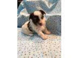 Biewer Terrier Puppy for sale in Williamston, MI, USA