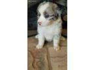 Australian Shepherd Puppy for sale in Easley, SC, USA