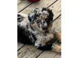 Australian Shepherd Puppy for sale in Calamus, IA, USA