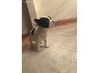 French Bulldog Puppy for sale in Glendale Heights, IL, USA