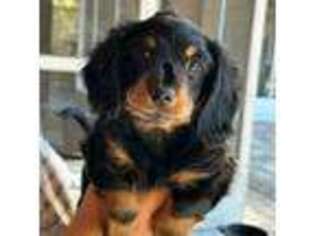 Dachshund Puppy for sale in Lake City, FL, USA