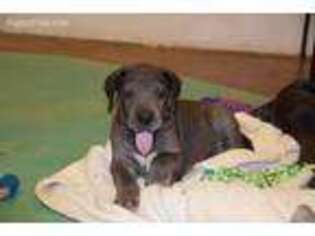 Great Dane Puppy for sale in Elgin, TX, USA