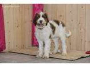 Springerdoodle Puppy for sale in Unknown, , USA