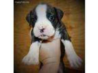 Boxer Puppy for sale in Satsuma, FL, USA