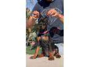 Doberman Pinscher Puppy for sale in Victorville, CA, USA