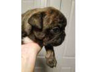 Mutt Puppy for sale in Lenore, ID, USA