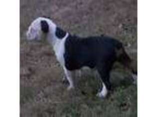 Olde English Bulldogge Puppy for sale in Scotland Neck, NC, USA