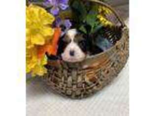 Cavalier King Charles Spaniel Puppy for sale in Howardsville, VA, USA