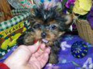 Yorkshire Terrier Puppy for sale in CONESUS, NY, USA