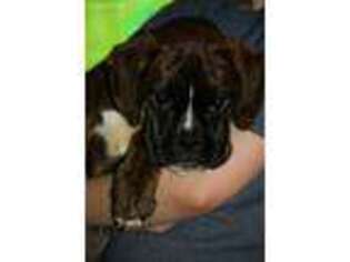 Boxer Puppy for sale in Greenfield, MO, USA