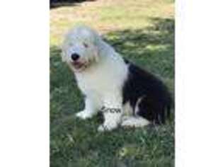 Old English Sheepdog Puppy for sale in Olivehurst, CA, USA