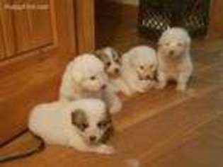 Great Pyrenees Puppy for sale in Spring Hope, NC, USA