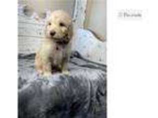 Goldendoodle Puppy for sale in Orem, UT, USA