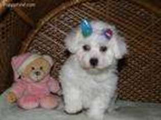 Bichon Frise Puppy for sale in Newberry, IN, USA