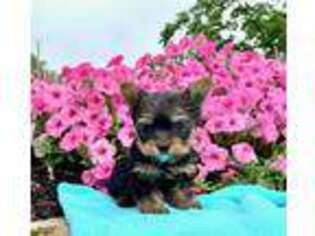 Yorkshire Terrier Puppy for sale in Gap, PA, USA
