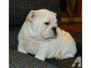 Bulldog Puppy for sale in WAVERLY, OH, USA