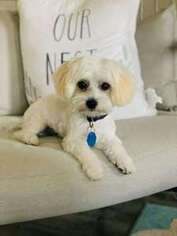 Coton de Tulear Puppy for sale in Springville, UT, USA