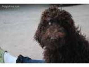 Mutt Puppy for sale in Zeeland, MI, USA