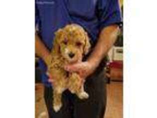 Mutt Puppy for sale in Toronto, IA, USA
