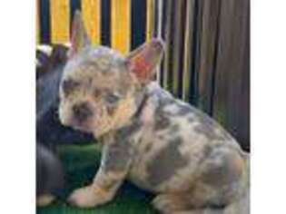 French Bulldog Puppy for sale in Haines City, FL, USA